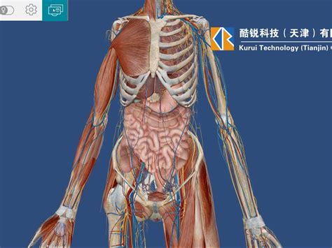 人身體部位|人体解剖图e